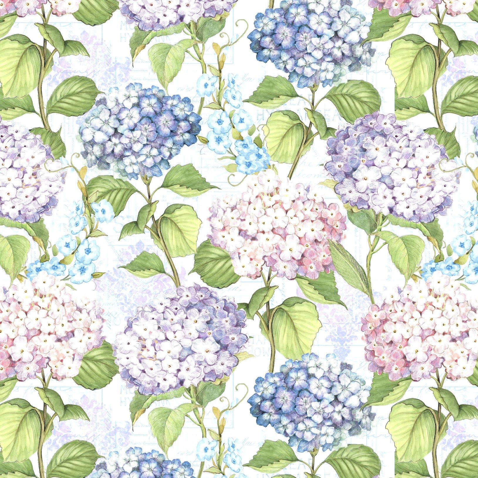 Multi Color Hydrangea - Hydrangea Mist