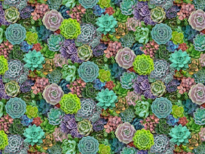 Landscape Medley - from Elizabeth Studios. This beautiful fabric is photo worthy. This Succulent fabric will add an eclectic element to any project! 